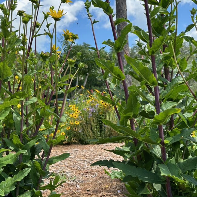 Florida native plants are the best choice