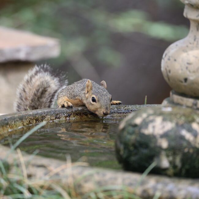 100 - Wildlife is an important part of any functional landscape