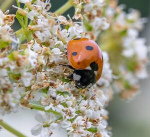 Beneficial insects: ladybug