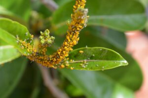 Beneficial insects: aphids