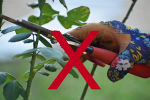 No stressor while plants are struggling