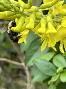 Bring life to your garden!