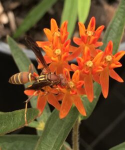 Bring life to your garden!