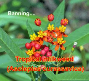 Tropical Milkweed (Asclepias curassavica)