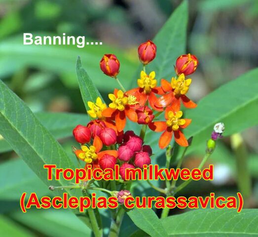 Tropical Milkweed (Asclepias curassavica)
