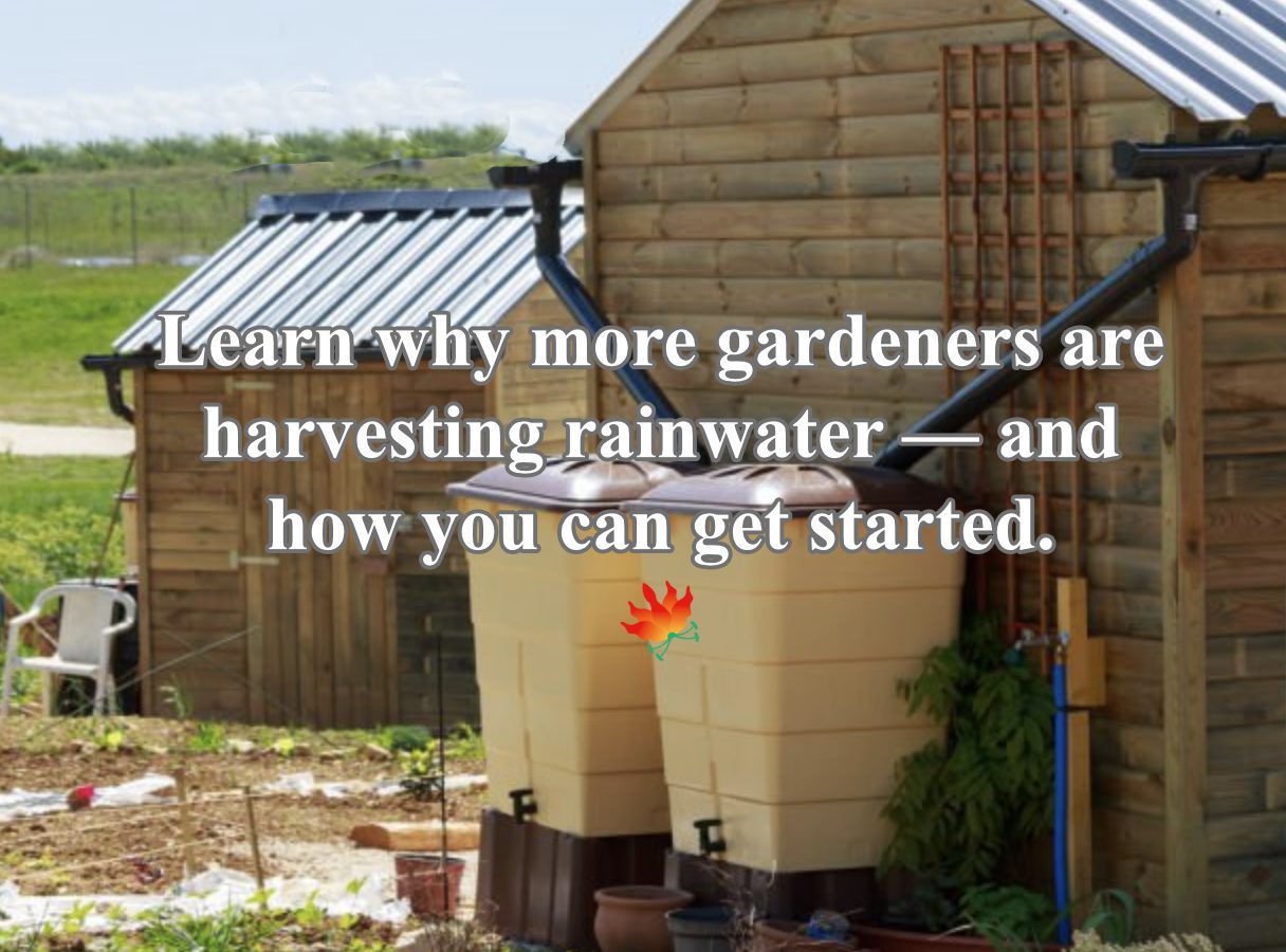 harvesting rainwater