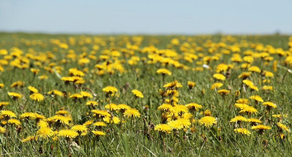 Dandelion (Taraxacum officinale) Medows