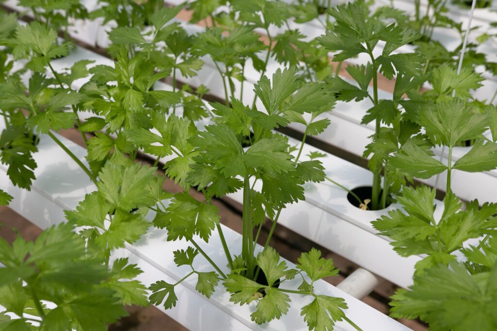 Hydroponics by My Dragonfly Gardens